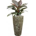 Plant in Pot Philodendron Imperial Red 115 cm kamerplant in Baq Lava Relic Jade 35 cm bloempot