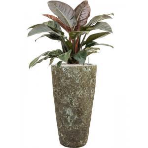 Plant in Pot Philodendron Imperial Red 115 cm kamerplant in Baq Lava Relic Jade 35 cm bloempot