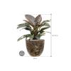 Plant in Pot Philodendron Imperial Red 80 cm kamerplant in Baq Lava Relic Black 36 cm bloempot