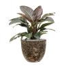 Plant in Pot Philodendron Imperial Red 80 cm kamerplant in Baq Lava Relic Black 36 cm bloempot