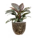 Plant in Pot Philodendron Imperial Red 80 cm kamerplant in Baq Lava Relic Black 36 cm bloempot