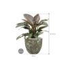 Plant in Pot Philodendron Imperial Red 80 cm kamerplant in Baq Lava Relic Jade 36 cm bloempot