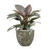 Plant in Pot Philodendron Imperial Red 80 cm kamerplant in Baq Lava Relic Jade 36 cm bloempot