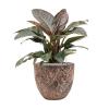 Plant in Pot Philodendron Imperial Red 80 cm kamerplant in Baq Lava Relic Pink 36 cm bloempot