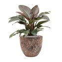 Plant in Pot Philodendron Imperial Red 80 cm kamerplant in Baq Lava Relic Pink 36 cm bloempot