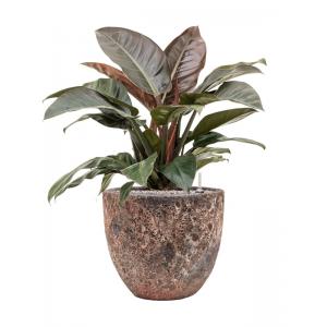 Plant in Pot Philodendron Imperial Red 80 cm kamerplant in Baq Lava Relic Pink 36 cm bloempot