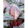 Plant in Pot Philodendron Imperial Red 80 cm kamerplant in Baq Lava Relic Rust Metal 36 cm bloempot