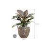 Plant in Pot Philodendron Imperial Red 80 cm kamerplant in Baq Lava Relic Rust Metal 36 cm bloempot