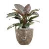 Plant in Pot Philodendron Imperial Red 80 cm kamerplant in Baq Lava Relic Rust Metal 36 cm bloempot