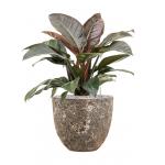 Plant in Pot Philodendron Imperial Red 80 cm kamerplant in Baq Lava Relic Rust Metal 36 cm bloempot