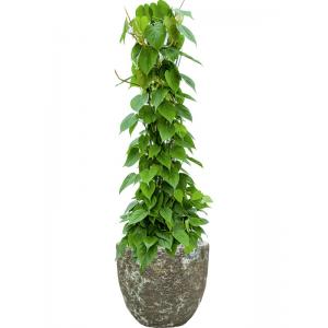 Plant in Pot Philodendron Scandens 125 cm kamerplant in Baq Lava Relic Jade 36 cm bloempot
