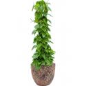 Plant in Pot Philodendron Scandens 125 cm kamerplant in Baq Lava Relic Pink 36 cm bloempot