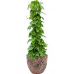 Plant in Pot Philodendron Scandens 125 cm kamerplant in Baq Lava Relic Pink 36 cm bloempot