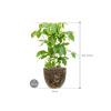 Plant in Pot Schefflera Actinophylla Amate 105 cm kamerplant in Baq Lava Relic Black 36 cm bloempot