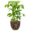 Plant in Pot Schefflera Actinophylla Amate 105 cm kamerplant in Baq Lava Relic Black 36 cm bloempot