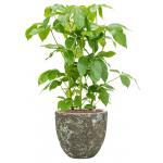 Plant in Pot Schefflera Actinophylla Amate 105 cm kamerplant in Baq Lava Relic Jade 36 cm bloempot