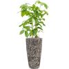 Plant in Pot Schefflera Actinophylla Amate 140 cm kamerplant in Baq Lava Relic Black 35 cm bloempot