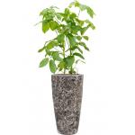 Plant in Pot Schefflera Actinophylla Amate 140 cm kamerplant in Baq Lava Relic Black 35 cm bloempot