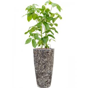 Plant in Pot Schefflera Actinophylla Amate 140 cm kamerplant in Baq Lava Relic Black 35 cm bloempot