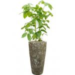 Plant in Pot Schefflera Actinophylla Amate A 140 cm kamerplant in Baq Lava Relic Jade 35 cm bloempot