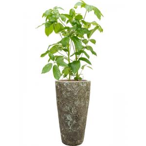Plant in Pot Schefflera Actinophylla Amate A 140 cm kamerplant in Baq Lava Relic Jade 35 cm bloempot