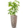 Plant in Pot Schefflera Actinophylla Amate A 140 cm kamerplant in Baq Lava Relic Rust Metal 35 cm bloempot
