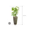 Plant in Pot Schefflera Actinophylla Amate B 140 cm kamerplant in Baq Lava Relic Jade 35 cm bloempot