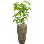 Plant in Pot Schefflera Actinophylla Amate B 140 cm kamerplant in Baq Lava Relic Jade 35 cm bloempot