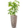 Plant in Pot Schefflera Actinophylla Amate B 140 cm kamerplant in Baq Lava Relic Rust Metal 35 cm bloempot