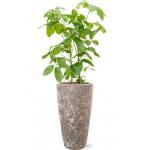 Plant in Pot Schefflera Actinophylla Amate B 140 cm kamerplant in Baq Lava Relic Rust Metal 35 cm bloempot