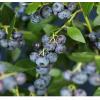 Blauwe Bessen Plant Vaccinium Corymbosum Brigitta Blue 75 cm klimplant