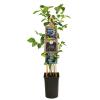 Blauwe Bessen Plant Vaccinium Corymbosum Brigitta Blue 75 cm klimplant