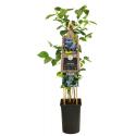 Blauwe Bessen Plant Vaccinium Corymbosum Brigitta Blue 75 cm klimplant