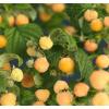 Gele Framboos Rubus Idaeaus Golden Bliss 75 cm klimplant