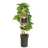 Gele Framboos Rubus Idaeaus Golden Bliss 75 cm klimplant