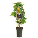 Gele Framboos Rubus Idaeaus Golden Bliss 75 cm klimplant