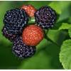 Zwarte Framboos Rubus Occidentalis Black Jewel 75 cm klimplant