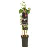 Zwarte Framboos Rubus Occidentalis Black Jewel 75 cm klimplant