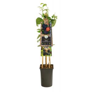 Zwarte Framboos Rubus Occidentalis Black Jewel 75 cm klimplant