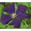 Privacy mix Hedera en Clematis Etoile Violette 75 cm 5-pack klimplanten