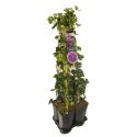 Privacy mix Hedera en Clematis Etoile Violette 75 cm 5-pack klimplanten