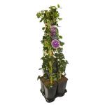 Privacy mix Hedera en Clematis Etoile Violette 75 cm 5-pack klimplanten