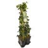 Privacy mix Hedera en Clematis Forever Friends PBR 75 cm 5-pack klimplanten