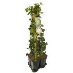 Privacy mix Hedera en Clematis Forever Friends PBR 75 cm 5-pack klimplanten