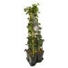 Privacy mix Hedera en Clematis Hagley Hybrid 75 cm 5-pack klimplanten