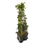 Privacy mix Hedera en Clematis Hagley Hybrid 75 cm 5-pack klimplanten