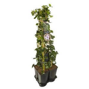 Privacy mix Hedera en Clematis Hagley Hybrid 75 cm 5-pack klimplanten