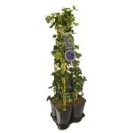 Privacy mix Hedera en Clematis Jackmanii 75 cm 5-pack klimplanten