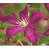 Privacy mix Hedera en Clematis Madame Julia Correvon 75 cm 5-pack klimplanten