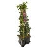 Privacy mix Hedera en Clematis Madame Julia Correvon 75 cm 5-pack klimplanten